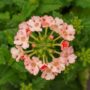 Verbena – Lanai Peach – 4.5″ Pot